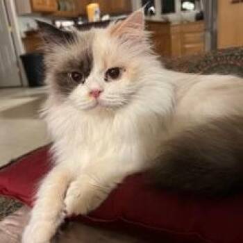 Rescue Persian Cats for Adoption in Fairfax, Virginia - Pumpkin (Persian) | PetCurious