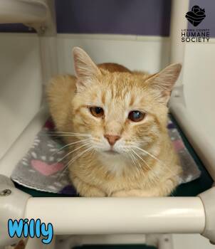 Domestic Short Hair Cats Available for Adoption in Heath, Ohio - Willy | PetCurious