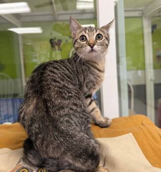Moe -  Domestic Short Hair Cat for Adoption in Lemoore, California - Moe | PetCurious