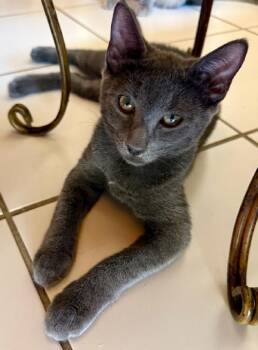 Rescue Russian Blue Cats for Adoption in Pompano Beach, Florida - Magnum | PetCurious