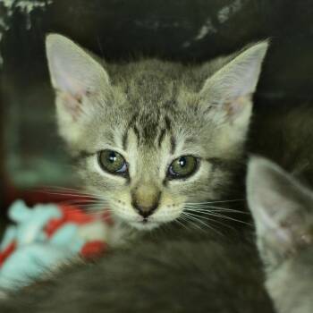 Gelato -  Domestic Short Hair Cat for Adoption in Idaho Falls, Idaho - Gelato | PetCurious