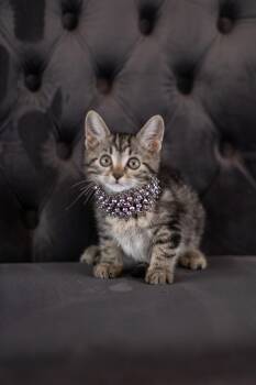 Rescue Tabby Cats for Adoption in Pasadena, Texas - Ava | PetCurious
