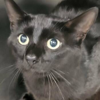 Arthur -  Domestic Short Hair Cat for Adoption in Martinsville, Virginia - Arthur | PetCurious