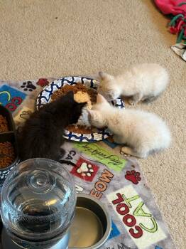 Domestic Short Hair Cats Available for Adoption in Urbandale, Iowa - Eevee | PetCurious