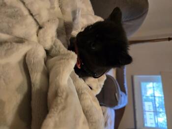 Domestic Short Hair Cats Available for Adoption in Bethel Park, Pennsylvania - Panda | PetCurious