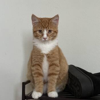 Rescue Domestic Short Hair Cats for Adoption in Waterloo, Iowa - Pine Cone | PetCurious