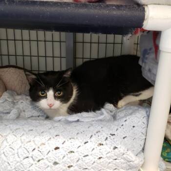 Domestic Short Hair Cats Available for Adoption in Charlottesville, Virginia - Mousse | PetCurious