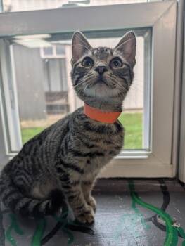 Woods -  Domestic Short Hair Cat for Adoption in Shelbyville, Tennessee - Woods | PetCurious