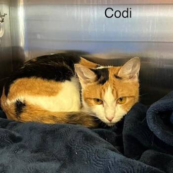 Domestic Short Hair Cats Available for Adoption in Knoxville, Tennessee - Codie | PetCurious