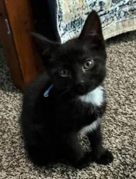 Sniffy -  Domestic Short Hair Cat Available for Adoption in Miami, Oklahoma - Sniffy | PetCurious