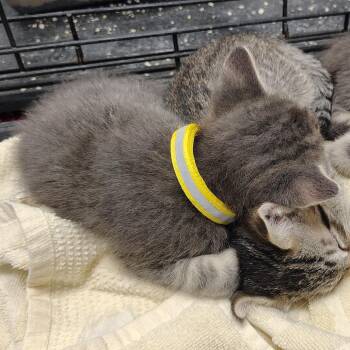 Bremen (yellow collar) -  Domestic Medium Hair Cat for Adoption in Coos Bay, Oregon - Bremen (yellow Collar) | PetCurious