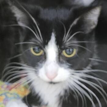 Domestic Short Hair Cats Available for Adoption in Las Vegas, Nevada - Whitney | PetCurious