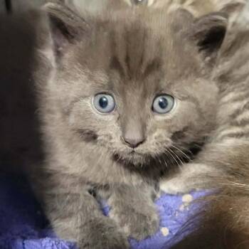 Zoa -  Domestic Short Hair Cat for Adoption in Danbury, Connecticut - Zoa | PetCurious
