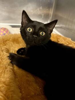 Morpheus -  Domestic Short Hair Cat for Adoption in Emerald Isle, North Carolina - Morpheus | PetCurious