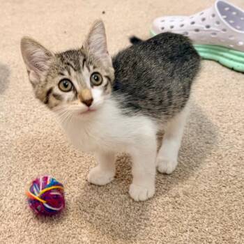 Nutmeg -  Domestic Short Hair Cat for Adoption in La Grange, Kentucky - Nutmeg | PetCurious