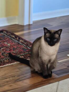 Snowflake -  Domestic Short Hair Cat for Adoption in West Palm Beach, Florida - Snowflake | PetCurious
