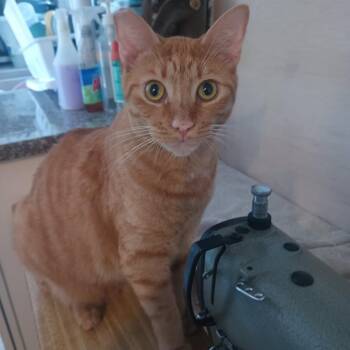 Kiara -  Tabby Cat for Adoption in Los Angeles, California - Kiara | PetCurious