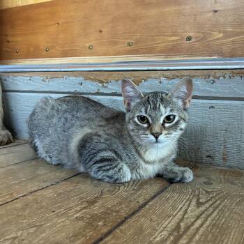 Dolly -  Domestic Short Hair Cat for Adoption in Kerrville, Texas - Dolly | PetCurious
