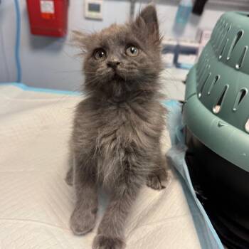 Kenzie -  Domestic Long Hair Cat for Adoption in Salt Lake City, Utah - Kenzie | PetCurious