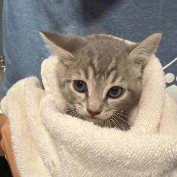 Do-Si-Do -  Domestic Short Hair Cat for Adoption in Chattanooga, Tennessee - Do-Si-Do | PetCurious
