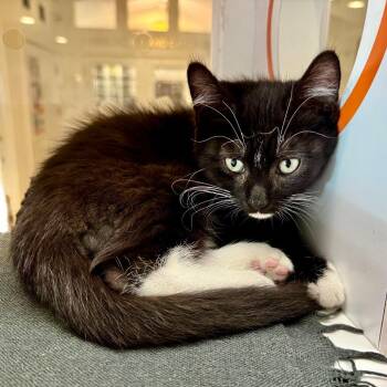 Roxy -  Domestic Medium Hair Cat for Adoption in Los Angeles, California - Roxy | PetCurious