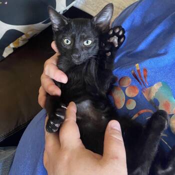 Myrtle -  Domestic Short Hair Cat for Adoption in Prosper, Texas - Myrtle | PetCurious