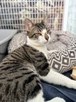 Domestic Short Hair Cats Available for Adoption - William | PetCurious