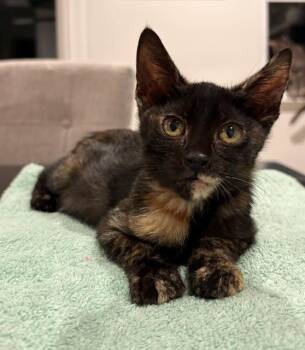 PENNY -  Domestic Short Hair Cat for Adoption in Auburn, California - PENNY | PetCurious