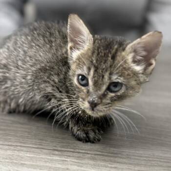 Sasha -  Domestic Short Hair Cat for Adoption in Midland, Texas - Sasha | PetCurious
