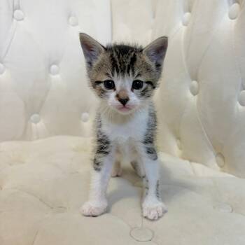 Domestic Short Hair and Tabby Cats Available for Adoption in Mastic, New York - Sprout | PetCurious