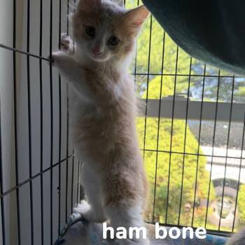 Ham Bone -  Domestic Medium Hair Cat for Adoption in Hanna City, Illinois - Ham Bone | PetCurious