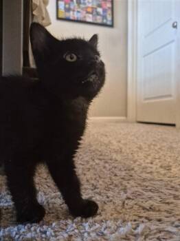 Domestic Short Hair Cats Available for Adoption in Fort Collins, Colorado - Barnaby | PetCurious