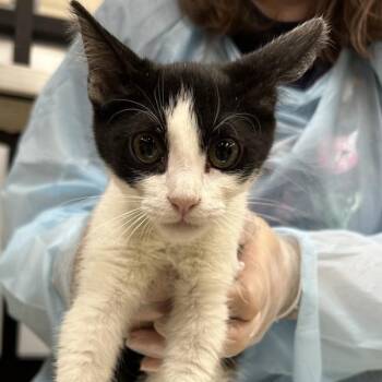 Elvis -  Domestic Short Hair Cat for Adoption in Des Moines, Iowa - Elvis | PetCurious