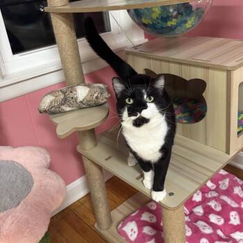 Domestic Short Hair Cats Available for Adoption - Binx | PetCurious