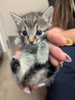 PENGUIN -  Domestic Short Hair Cat for Adoption in Sacramento, California - PENGUIN | PetCurious