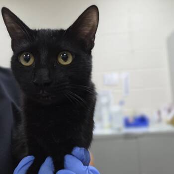 Rescue Domestic Short Hair Cats for Adoption in Incline Village, Nevada - Tuki | PetCurious