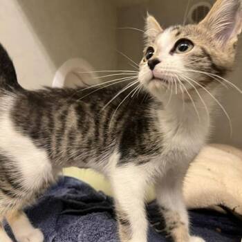 Gabriella -  Domestic Short Hair Cat for Adoption in Dayton, Ohio - Gabriella | PetCurious