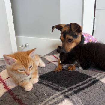 Gazpacho -  Domestic Short Hair Cat for Adoption in Victoria, British Columbia - Gazpacho | PetCurious