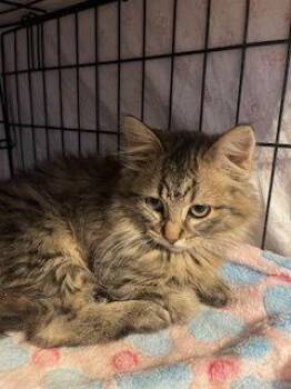 Domestic Long Hair and Tabby Cats Available for Adoption - Muffy | PetCurious