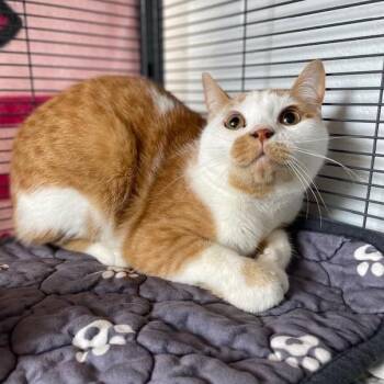 Sabre -  Domestic Short Hair Cat for Adoption in Stafford, Virginia - Sabre | PetCurious