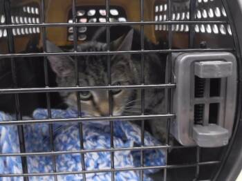 ACE -  Domestic Short Hair Cat for Adoption in Omaha, Nebraska - ACE | PetCurious