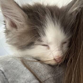 Penguin (orange) -  Domestic Medium Hair Cat for Adoption in Sunnyvale, California - Penguin (orange) | PetCurious