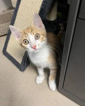Gus -  Domestic Short Hair Cat for Adoption in Quakertown, Pennsylvania - Gus | PetCurious