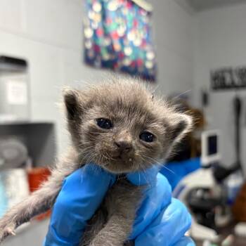 Air -  Domestic Short Hair Cat for Adoption in Summerville, South Carolina - Air | PetCurious