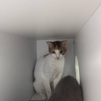 Francesca -  Domestic Short Hair Cat for Adoption in Lake Jackson, Texas - Francesca | PetCurious