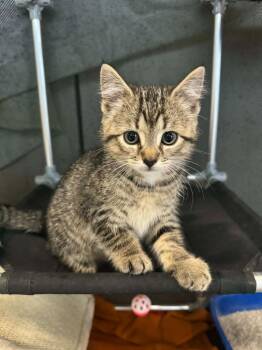 Domestic Short Hair Cats Available for Adoption in Marion, Ohio - Pawberta | PetCurious