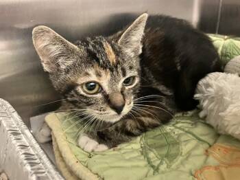 ZINA -  Domestic Short Hair Cat for Adoption in Tustin, California - ZINA | PetCurious