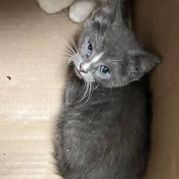 Noro -  Domestic Short Hair Cat for Adoption in Philadelphia, Pennsylvania - Noro | PetCurious
