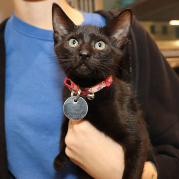 Rescue Domestic Short Hair Cats for Adoption in Port Washington, New York - Clarissa | PetCurious