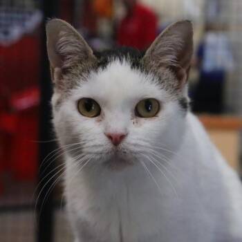 Domestic Short Hair Cats Available for Adoption in Sarasota, Florida - Blanche | PetCurious